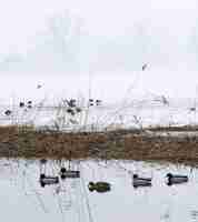 Free photo flock of birds on water