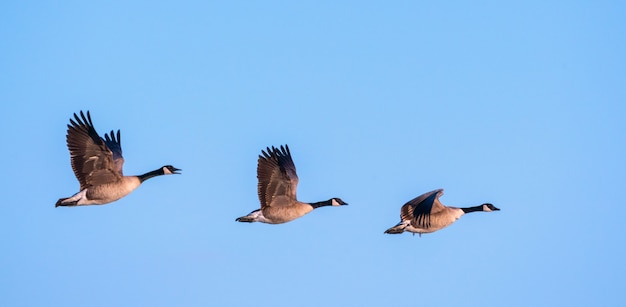 Flock of Canada geese flying in blue sky in Utah, USA