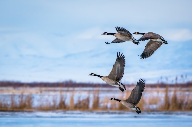 Flock of Canada geese flying over Great Salt lake, USA