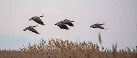 Free photo flock of canadian geese flying around the great salt lake in utah, the us