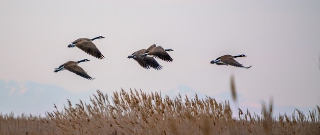 Стая канадских гусей пролетает вокруг Большого Соленого озера в штате Юта, США.