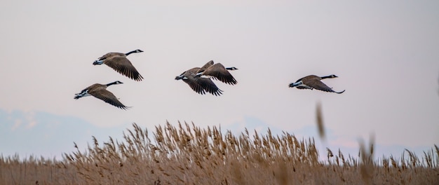 Flock of Canadian geese flying around the Great Salt Lake in Utah, the US