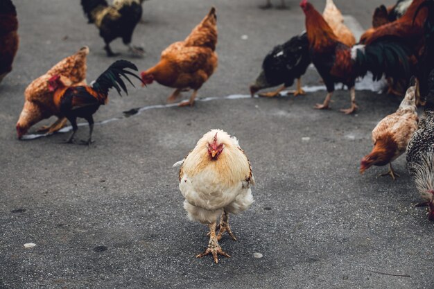 Flock on chicken on road