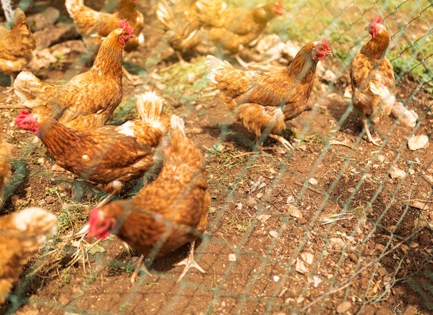 Flock of chickens behind fence