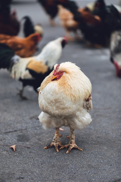 Free photo flock of chickens on road