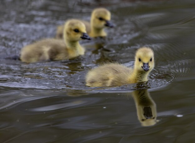 Flock of cute ducklings swimming in a lake