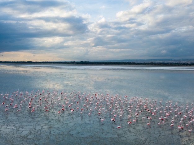 Free photo flock of flamingos at akrotiri salt lake at sunset in cyprus