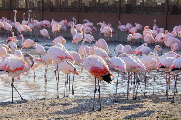 動物保護区の池のほとりに沿って水遊びするフラミンゴの群れ