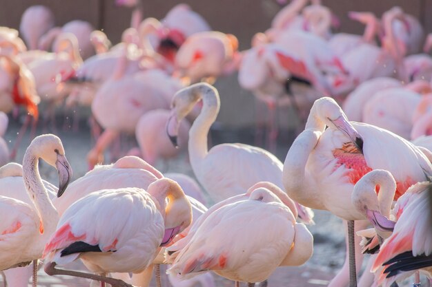 Flock of flamingos wading on the shore of a pond in an animal sanctuary