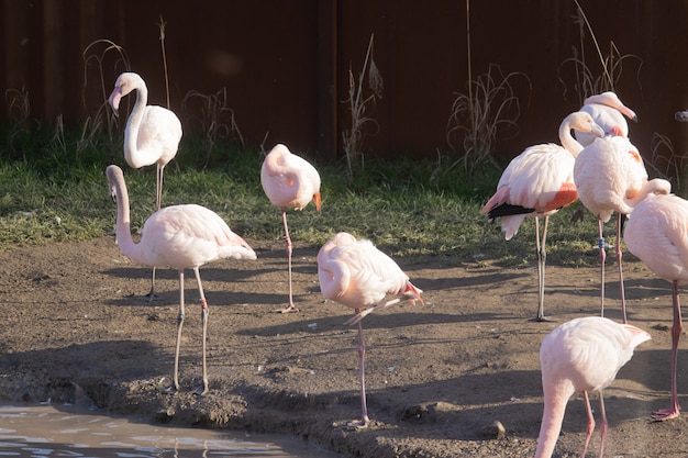 Flock of flamingos walking along  the shores of a pond in an animal sanctuary