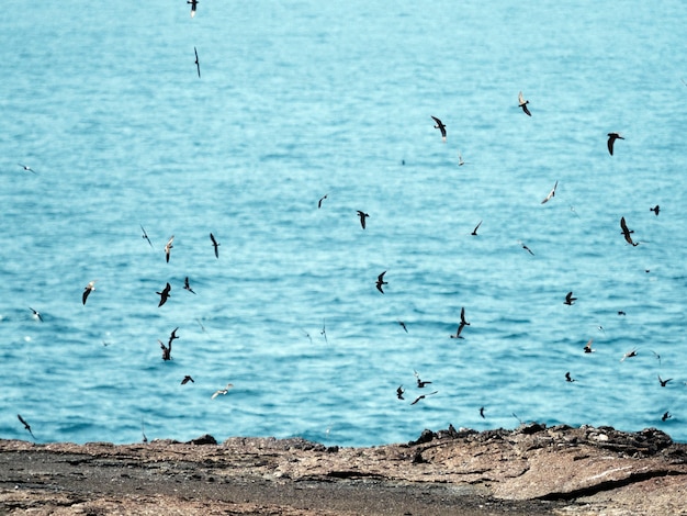 エクアドルのガラパゴス諸島で飛んでいるガラパゴスミズナギドリの群れ