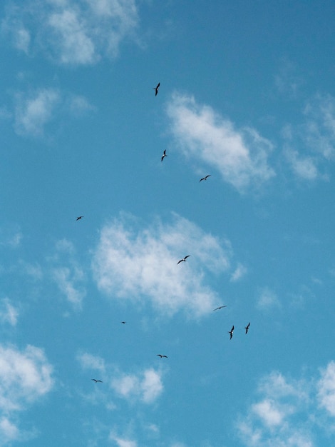 Стая летающих галапагосских буревестников на Галапагосских островах