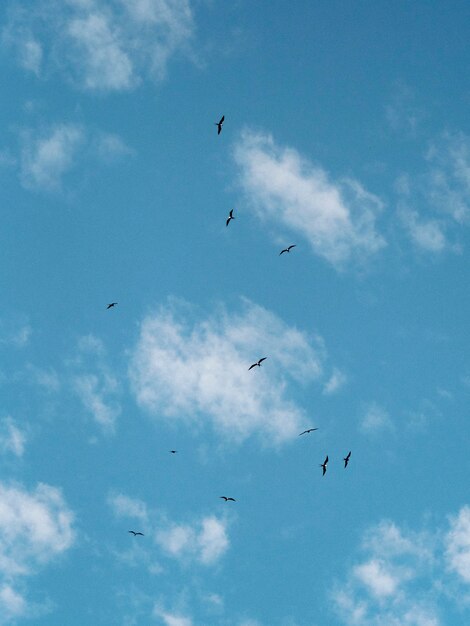 A flock of flying Galápagos petrels at the Galápagos Islands