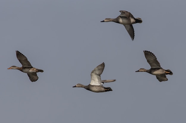Flock of geese flying against a dark sky