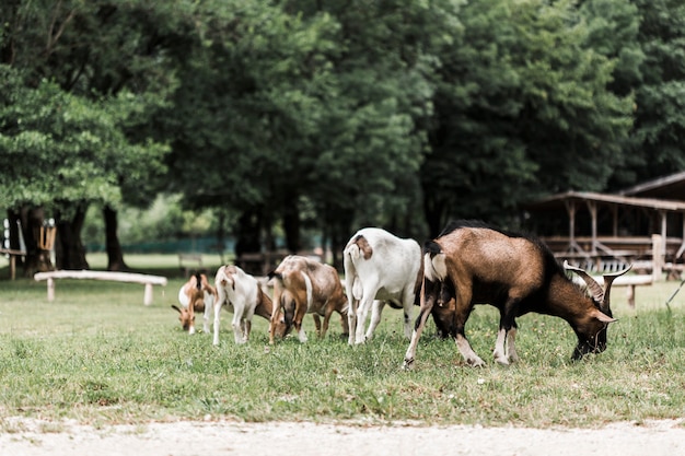 Flock of goats grazing on green grass
