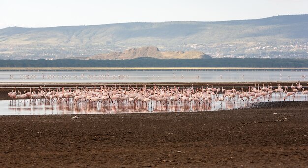 Flock of greater pink flamingos in Kenya, Africa