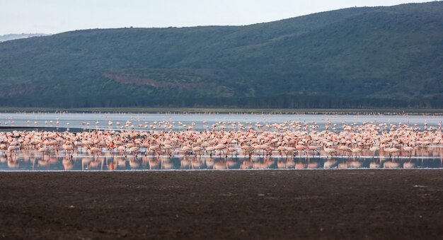 Flock of greater  pink flamingos