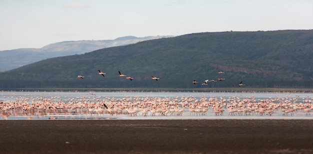 Flock of greater  pink flamingos