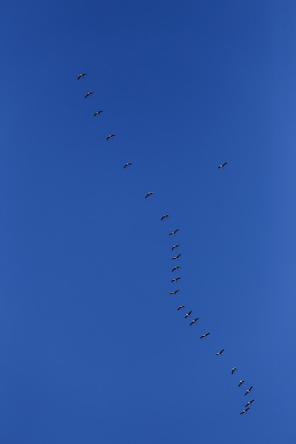 Flock of grey birds in blue sky