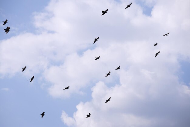Стая птиц, летящих в голубом небе