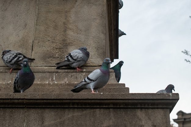 無料写真 昼間はコンクリートの建物にとまる鳩の群れ