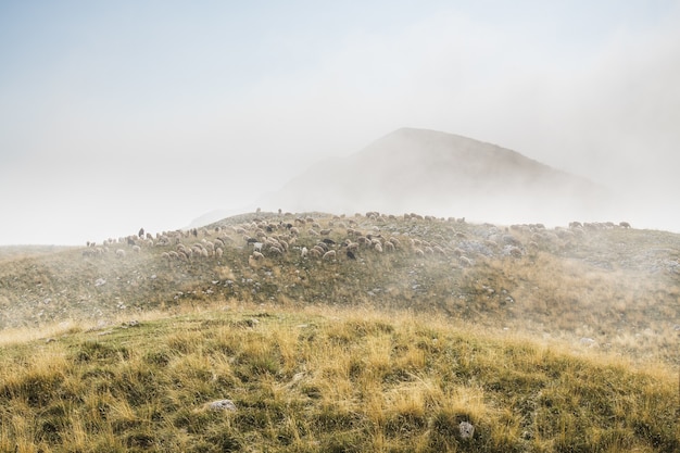 無料写真 ドゥルミトル国立公園の山々にいる羊と羊飼いの群れ
