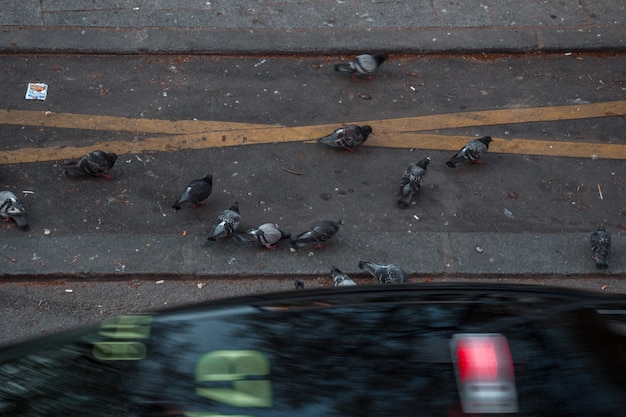 Flock of pigeons on concrete road