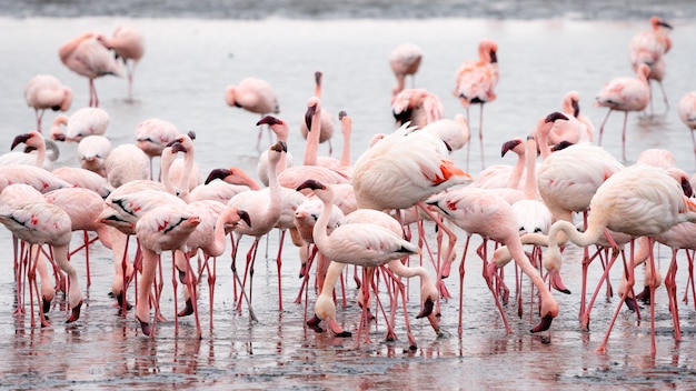 ナミビアのウォルビスベイにあるピンクのフラミンゴの群れ。