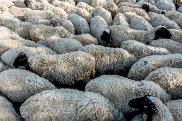 Free photo a flock of sheep in india