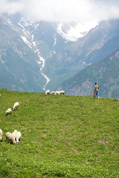 野原にいる羊と羊飼いの群れ