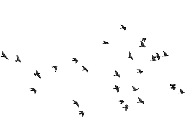 Flocks of flying pigeons isolated on white. clipping path.