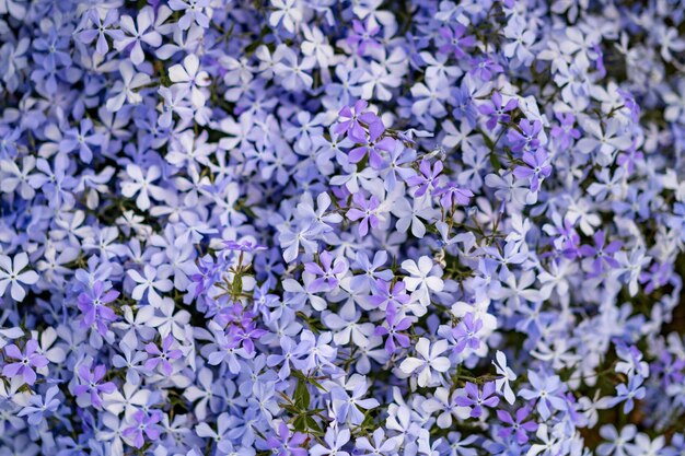 floral background, small lilac, purple flowers