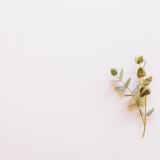 Floral background with branch