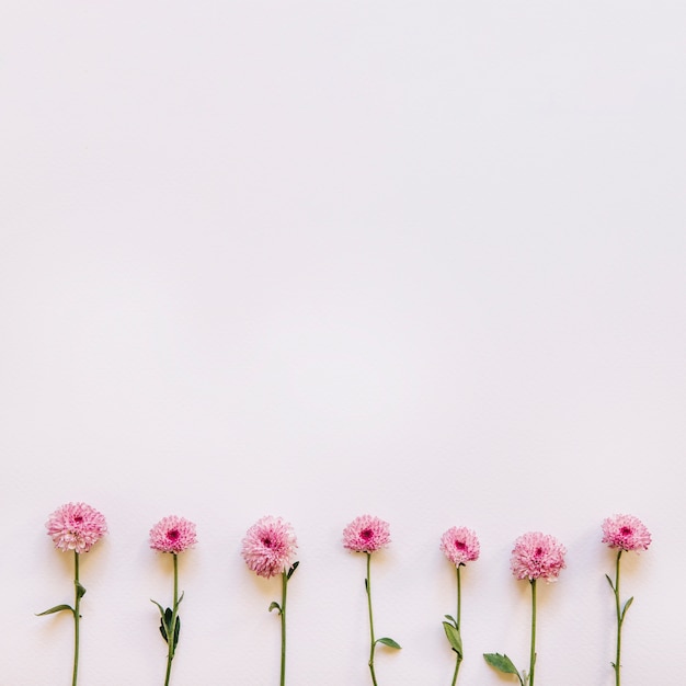 Floral background with seven pink flowers on bottom