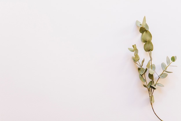 Floral background with wildflower