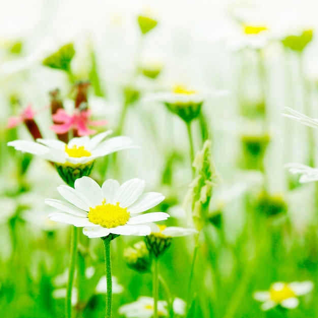 Floral coloured background