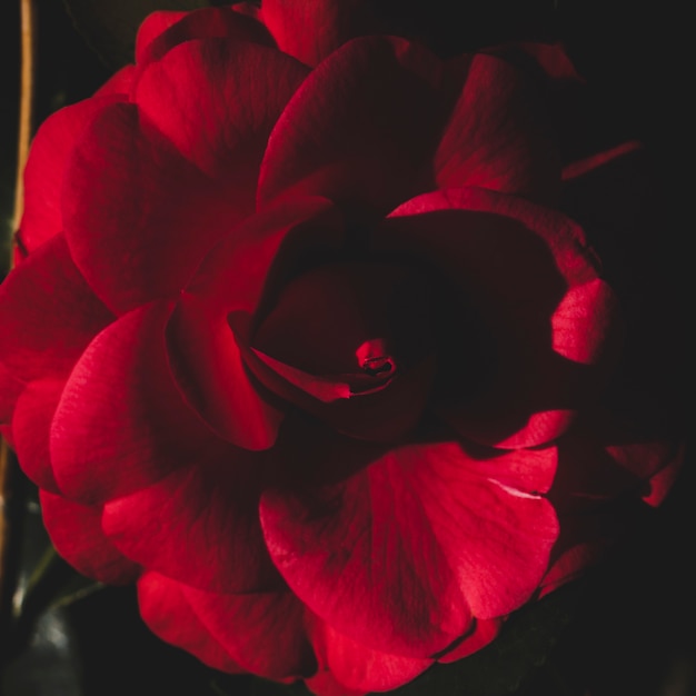 Free photo floral composition with elegant style