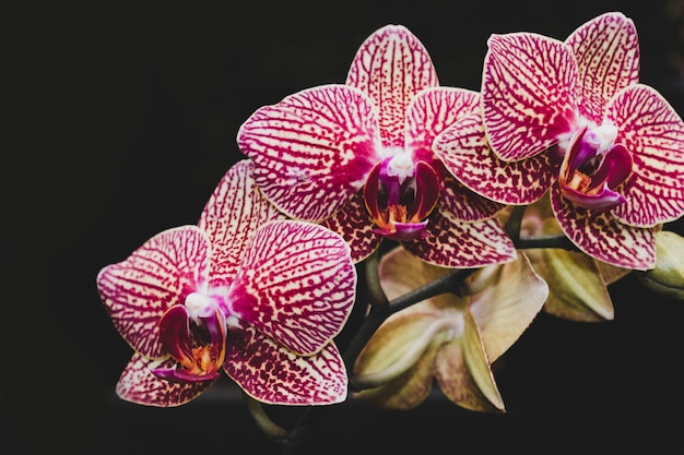 floral composition with elegant style