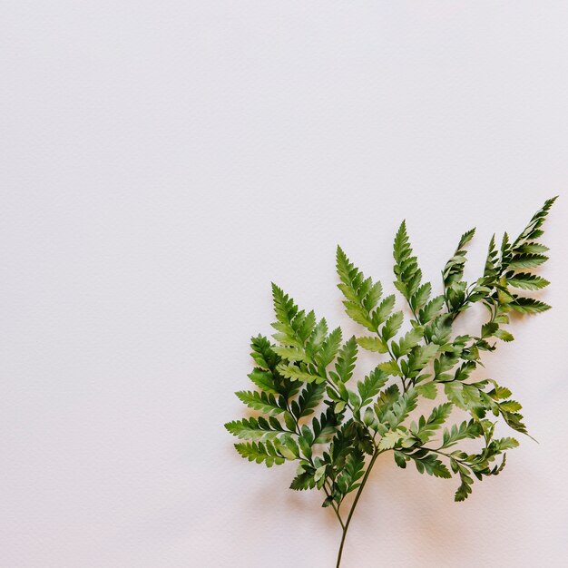 Floral composition with natural leaf