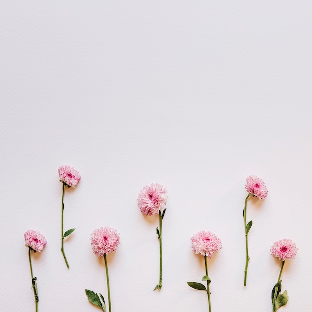 下にピンクの花が付いている花のコンポジション