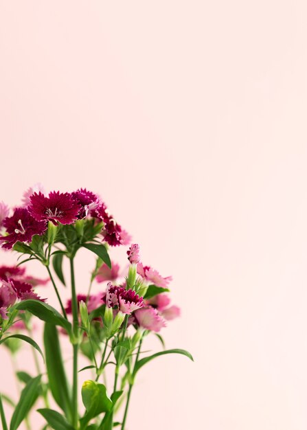 분홍색 배경 및 복사 공간 꽃 프레임