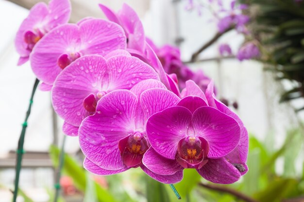 Цветочный сад наружная фиолетовая выцветшая бабочка