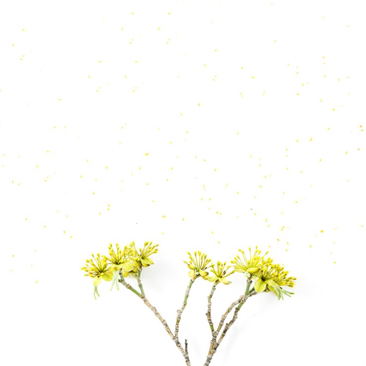 無料Photo 花飾り