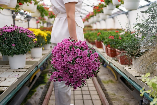 Free photo florist in her nursery carrying a pot with chrysanthemums in her hands while walking through the greenhouse