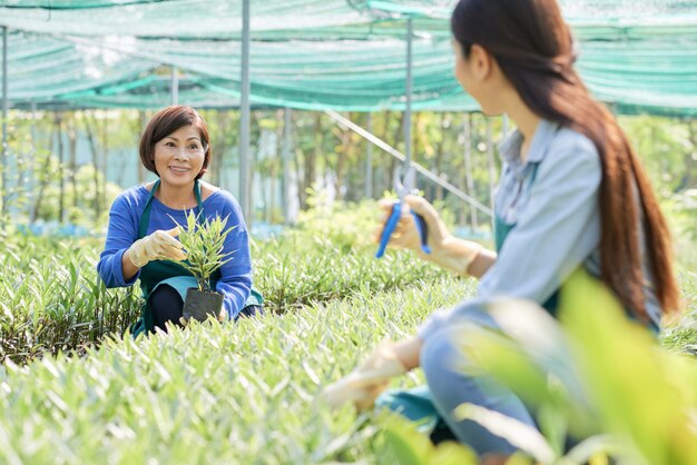 Florist with plant in greenhouse