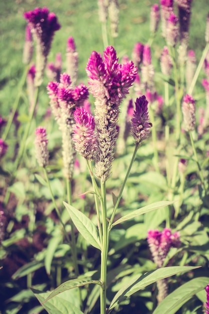 Foto gratuita fiore sfondo rosa antico epoca