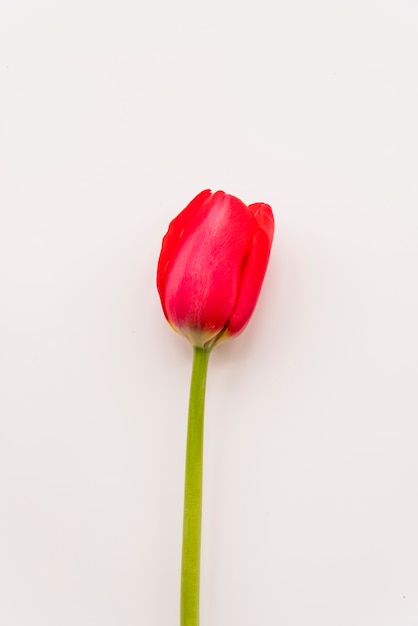 Flower of bright scarlet tulip