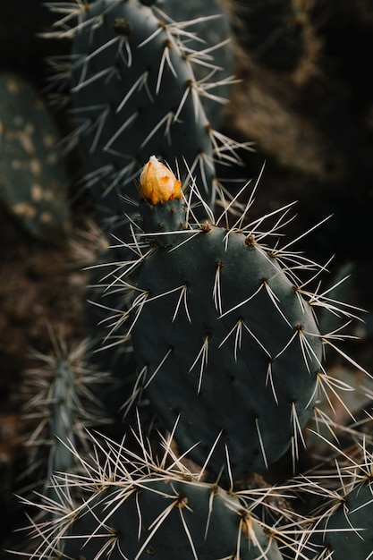 Flower bud growing on succulent plant