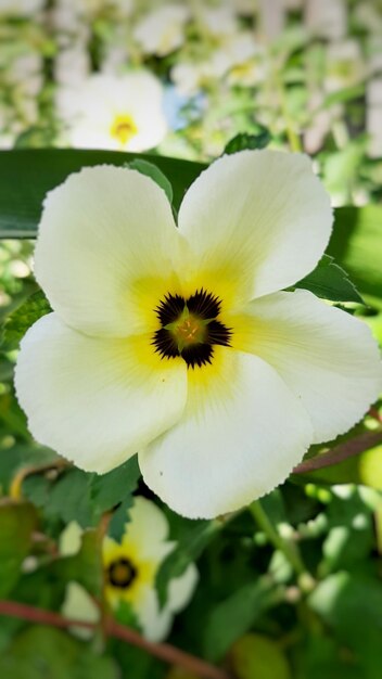 Flower Close Up Background