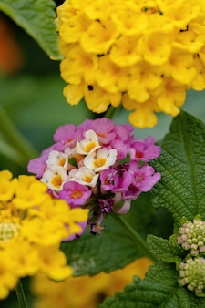 Flower of common lantana of the species lantana camara with selective focus